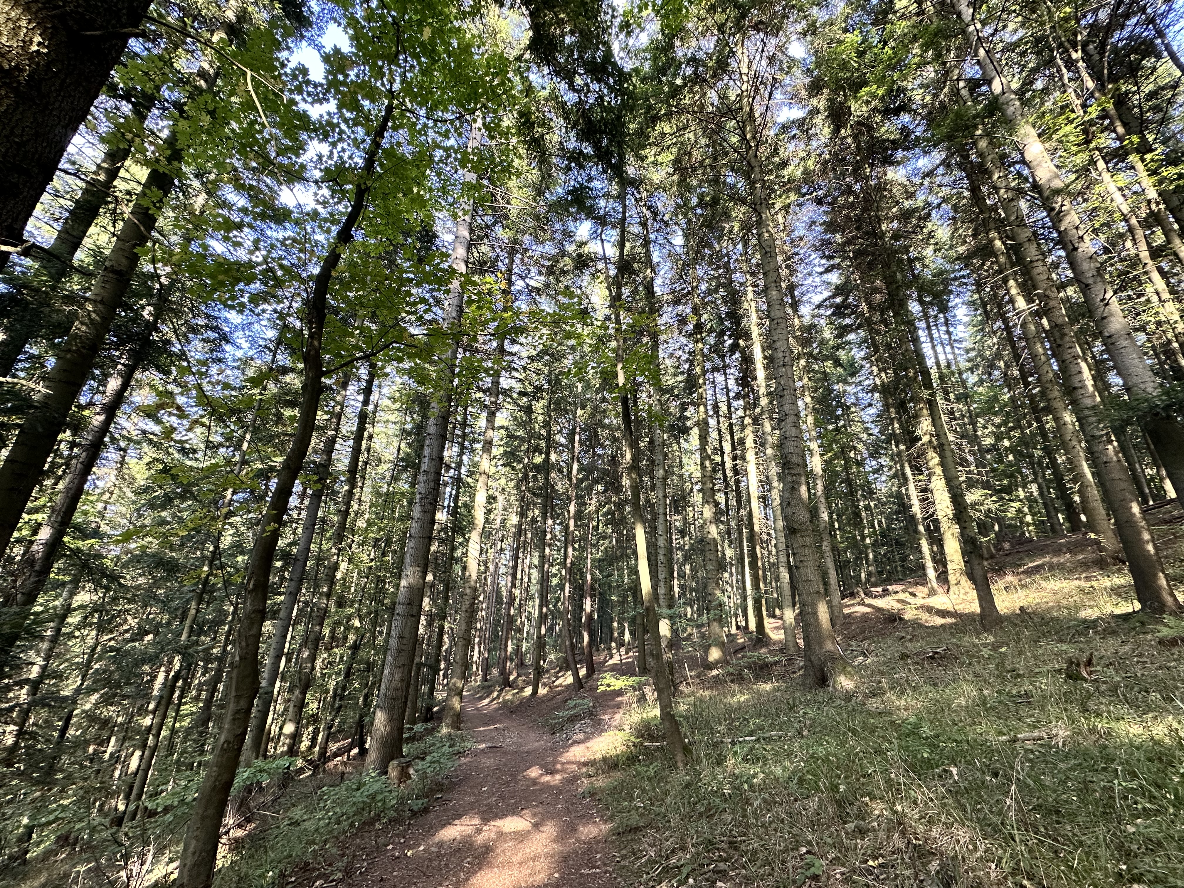 Lesná cesta nad tajchom