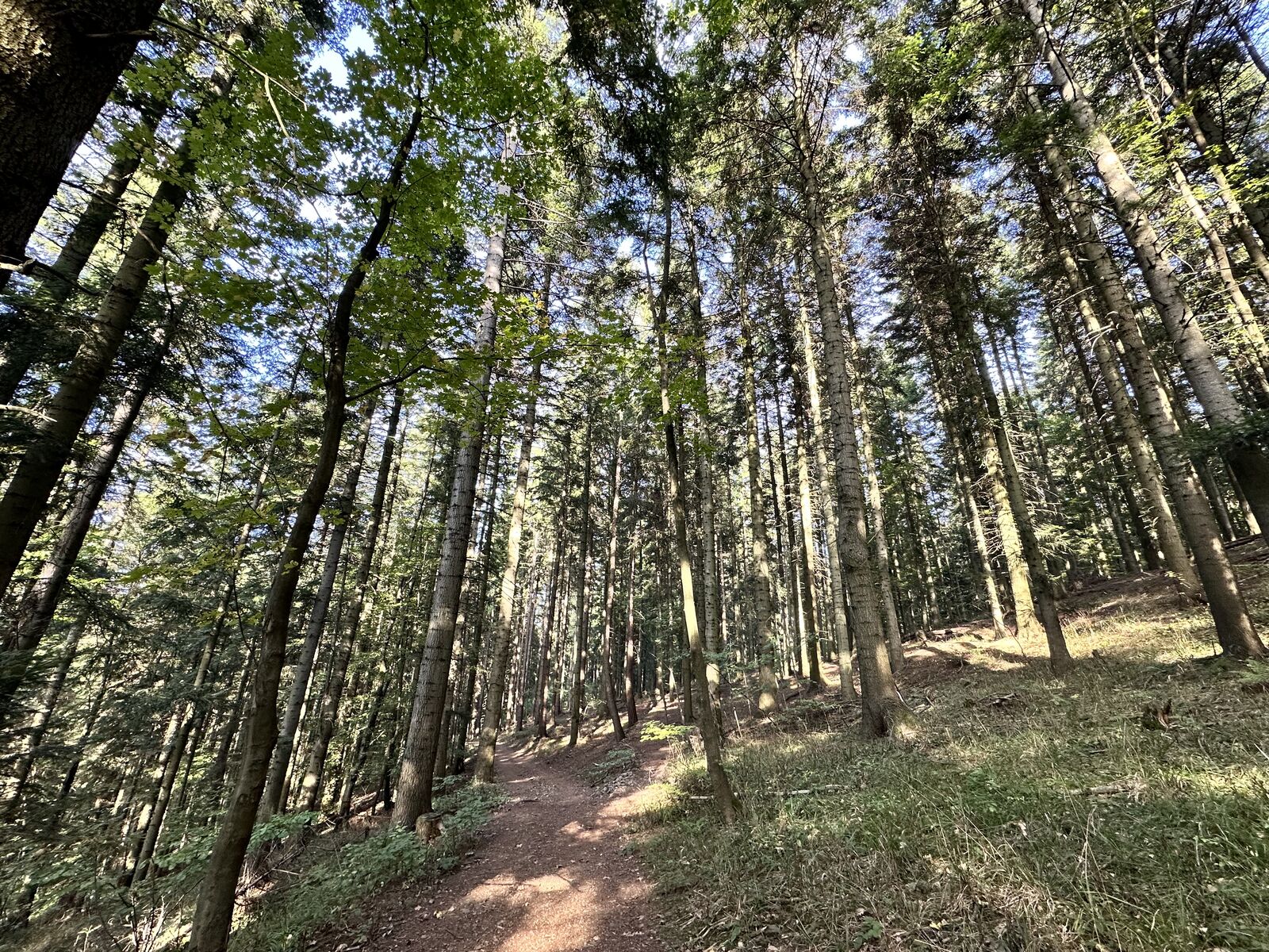 Vysoký smrekový les nad Štiavnicou
